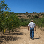 Moringa from Sicily: 10 Proven Health Benefits of Moringa Leaves and Powder (Backed by Science)