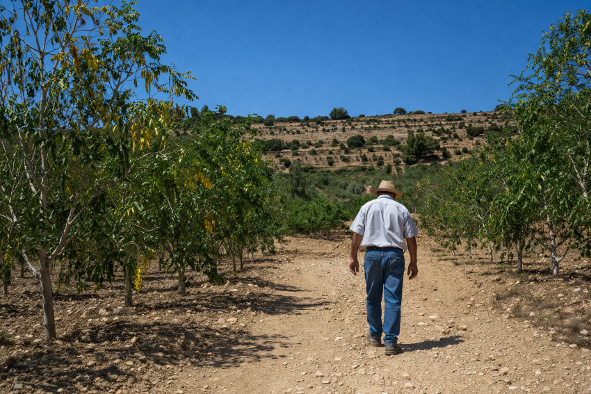 Farmer walking through a Sicilian countryside with moringa trees under a bright blue sky, captured in cinematic lighting with high detail and sharp focus